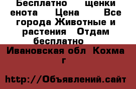 Бесплатно !!! щенки енота!! › Цена ­ 1 - Все города Животные и растения » Отдам бесплатно   . Ивановская обл.,Кохма г.